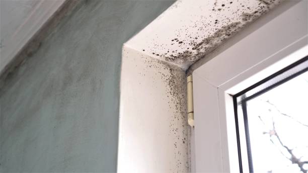 Mold Odor Removal Services in Cutler Bay, FL