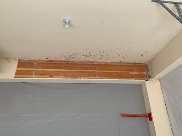 Cutler Bay, FL Mold Removal Company